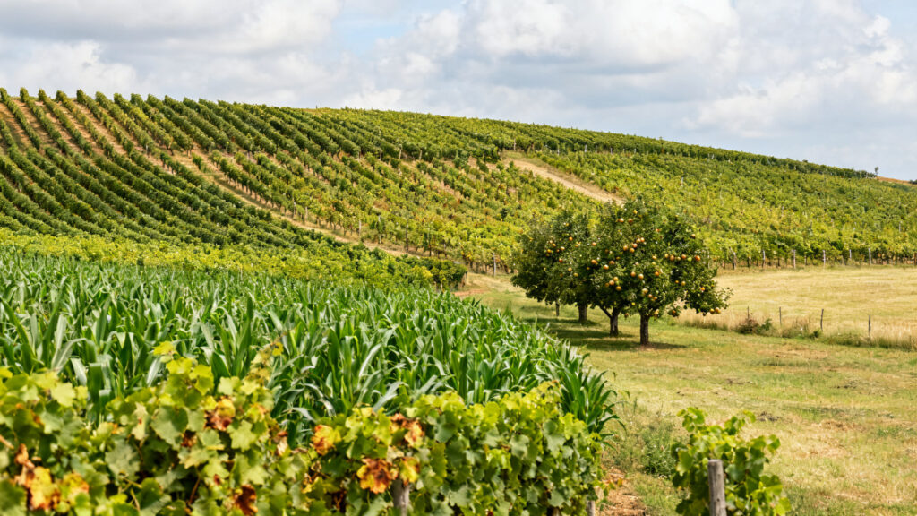Vigne, maïs, verger et prairie montrant des impacts contrastés